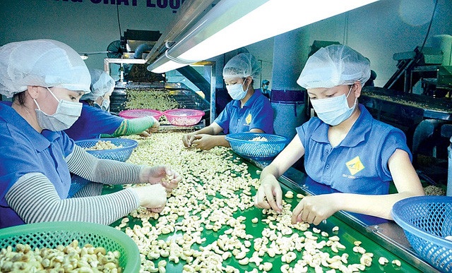 Vụ 36 container hạt điều mất kiểm soát: Người mua là kẻ lừa đảo